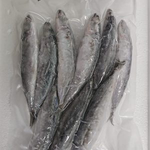 Tongkol Kecil