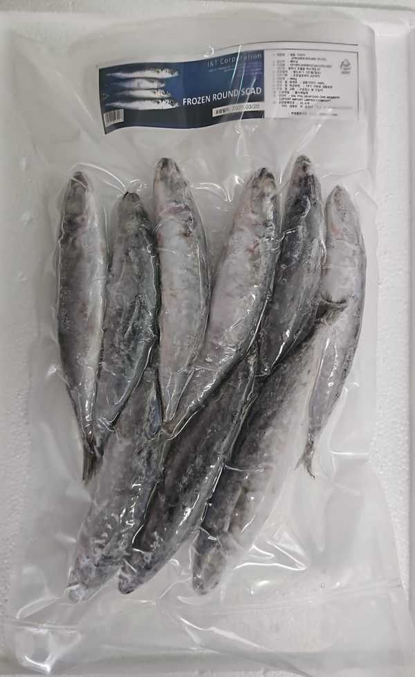 Tongkol Kecil