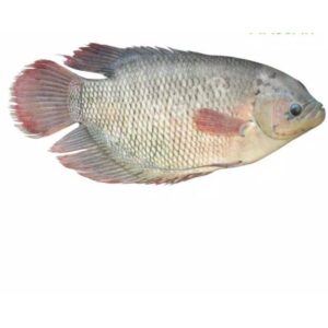 Gurame (550g)