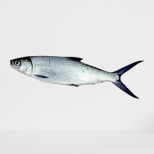 Ikan Bandeng (3ea)
