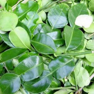 Daun jeruk fresh 100g