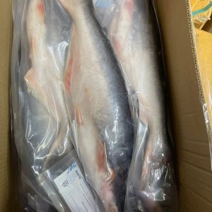 Ikan Patin