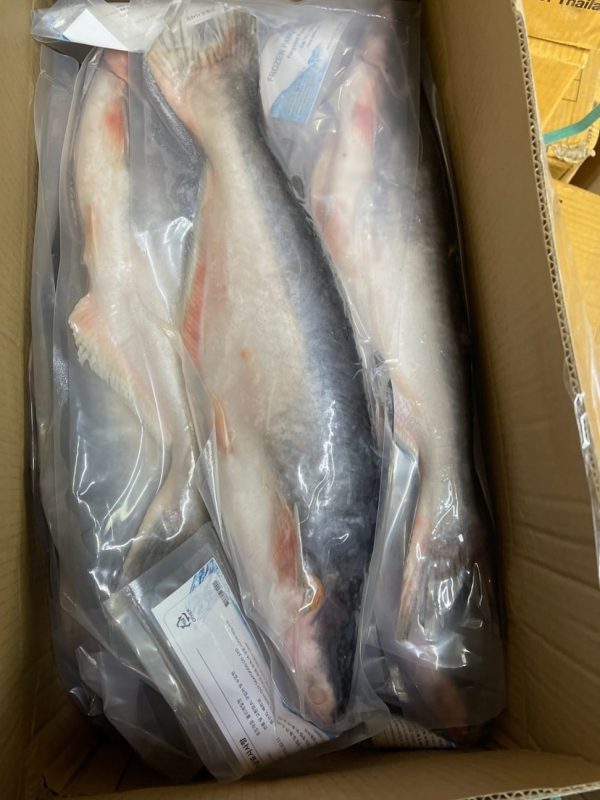 Ikan Patin