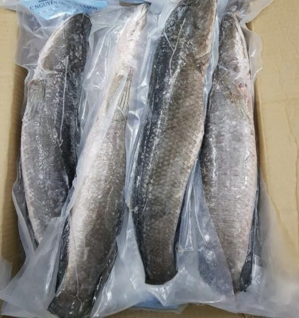 Ikan Kutuk
