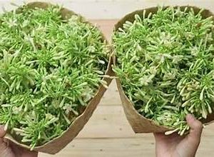 Bunga (Kembang) Pepaya 500g